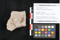 Foto (Objekt + Etikett) von Glyptostrobus europaeus Brongniart (NHMW-GEO-2024-0188-6756)